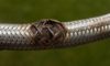 Burst Pipes and Flexi Hoses: Emergency Plumber Advice