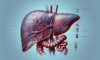 Liver Blood Test Insights: Detailed Analysis in Tewkesbury