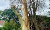 Lightning Strikes Spotted Gum Tree in Adamstown Heights