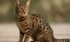 Ocicat Spot Patterns: Discovering Unique Coat Styles