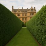 Hedge Trimming Techniques for Gardens in Stoke-Sub-Hamdon