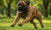 Bigger Dogs and Aggression: Unpacking the Truth