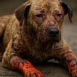 Burn Wound Care for Pets: Key Healing Tips and Advice