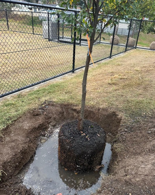 Tree planting and watering