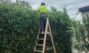 Hedging Plants: Effortless Options for Newcastle Gardens