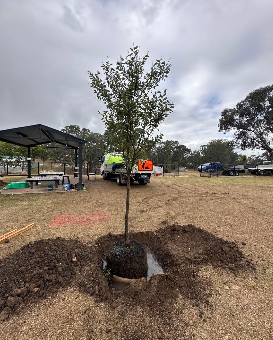 Trees being planted in Rutherford