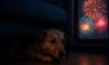 Pet Firework Phobia Solutions: Comforting Strategies