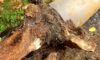 Tree Roots in Drains: Solving Wollongong’s Persistent Problem