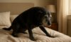 Arthritis Relief for Dogs: Essential Home Remedies & Care Tips
