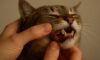 Teeth Brushing Kits for Cats: Tips for Essential Oral Care